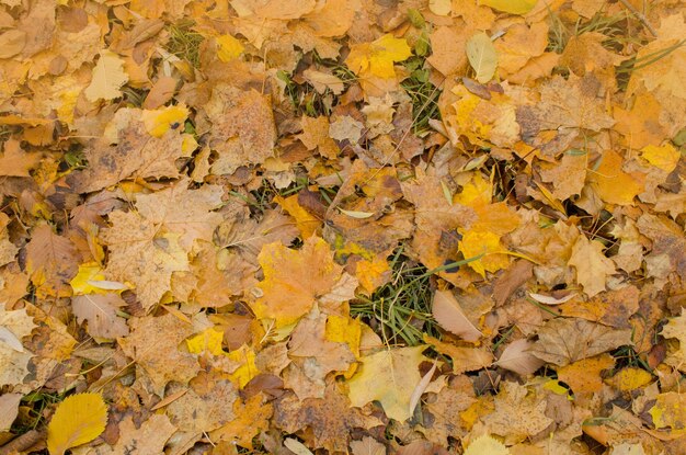 秋の色鮮やかな葉の背景秋の葉の背景の森落ちた紅葉