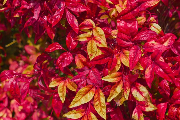 Autumn colorful leaves lie on a bush in water drops after rain selective focus and blurred background idea for a postcard or backdrop