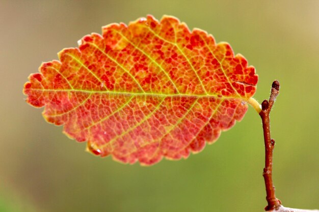 秋の紅葉、自然の背景