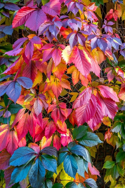 Autumn colorful leaves of wild grapes closeup