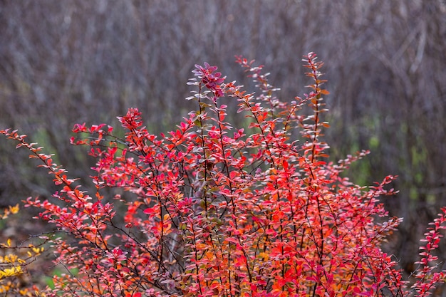 autumn colorful leaves