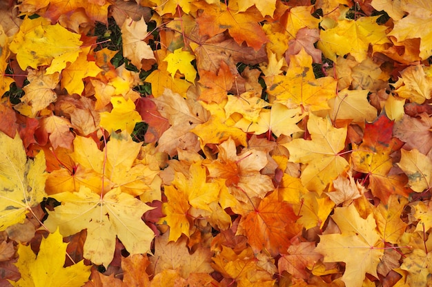 秋のカラフルなオレンジ色の赤と黄色のカエデの葉を背景として屋外
