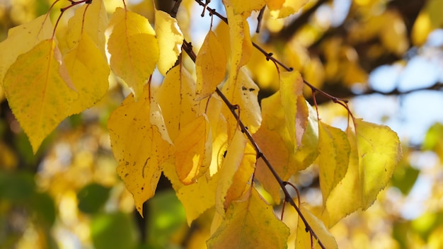 Autumn colorful sketching background 