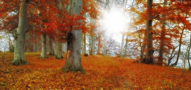 Autumn in the colors of autumn A photo of sunshine and forest in autumn