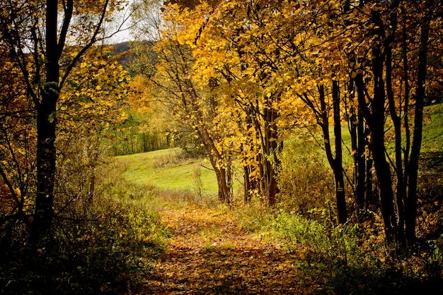 autumn colors in forest and way