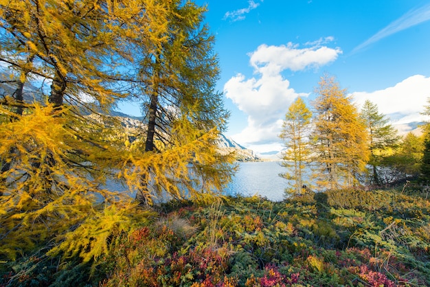 Autumn colors near an alpine lake