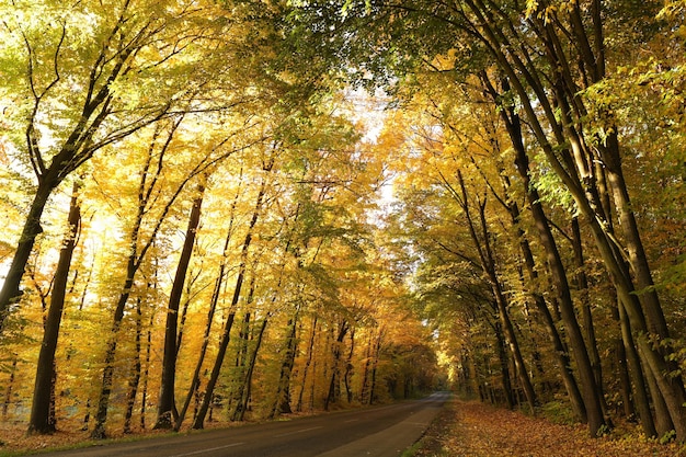 Autumn colors of oak trees over a country road leading through the forest