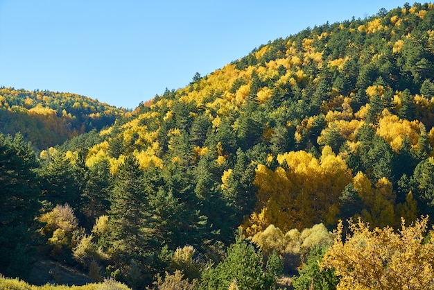 Autumn Colors