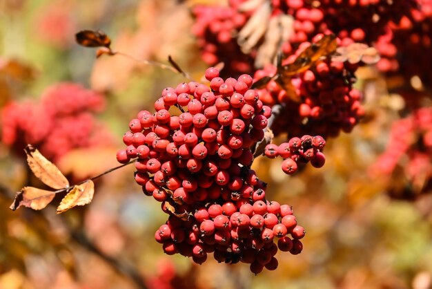 Foto colori d'autunno