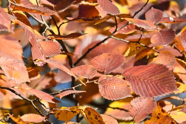 Autumn colors