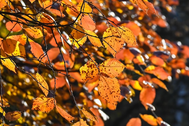 Colori d'autunno