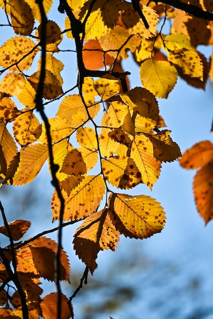 Autumn colors