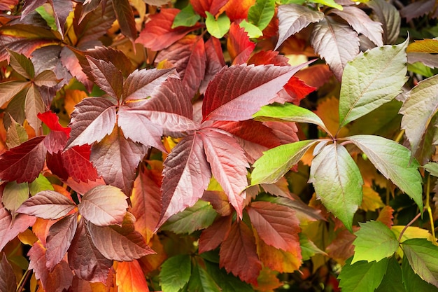 Sfondo di foglie colorate autunnali collezione autunnale