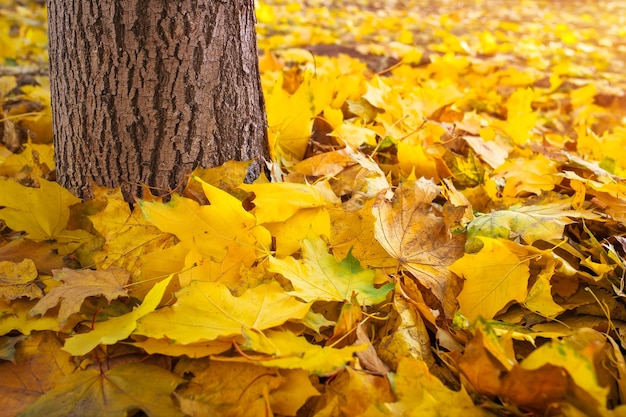 Autumn colourful leaves on the ground and tree trunk