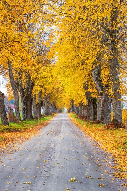 Autumn colours on the trees at a avenue