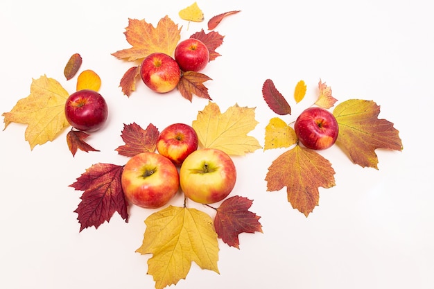 Autumn composition apples and colored fallen leaves. Harvest concept