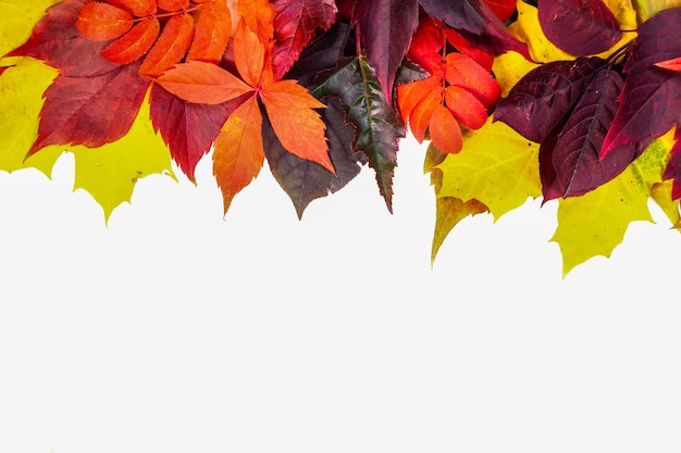 Autumn composition, autumn colored leaves set on white background