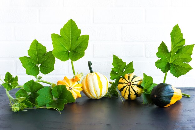 Composizione autunnale di diverse zucche decorative su sfondo nero di fronte a un muro di mattoni bianchi.