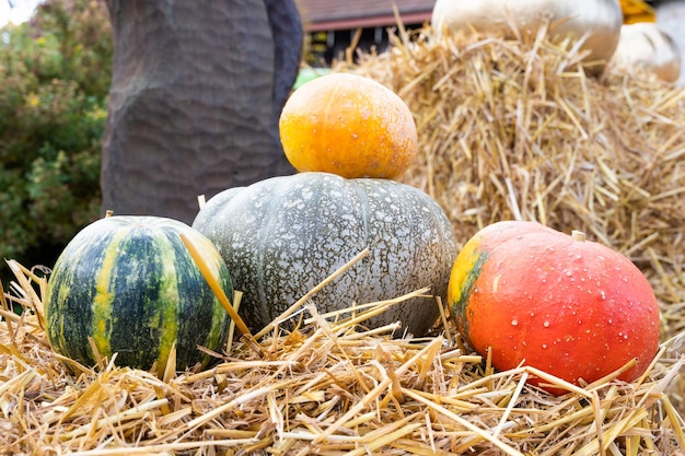 Autumn composition. Different pumpkins against the background of straw. Cozy fall season.
