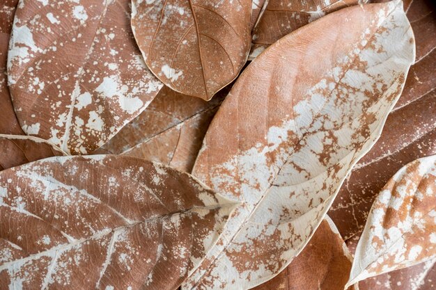 Autumn Composition. Dried Leaf Texture Background