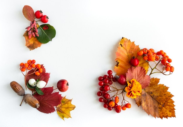 Autumn composition dried leaves berries on white background thanksgiving concept flat lay copy space