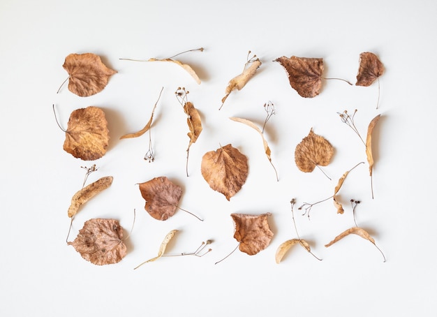 Photo autumn composition. dried linden leaves and flowers on a white background. autumn, fall, thanksgiving day concept. flat lay, top view, copy space