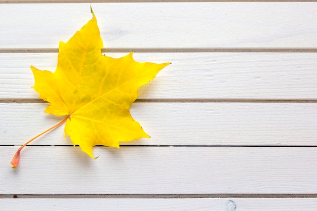 落ちた黄色いカエデの葉の秋の構成