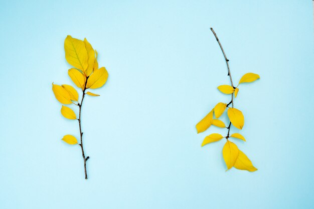 Autumn composition, frame of leaves. Two branches with yellow leaves, plum, on a light blue background. 