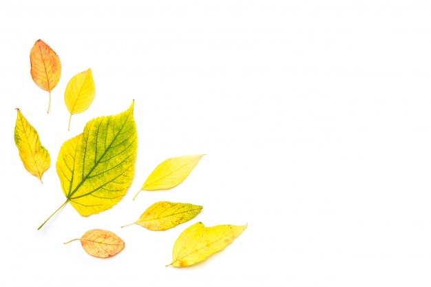 Foto composizione autunnale. pagina fatta delle foglie di acero di autunno isolate su bianco