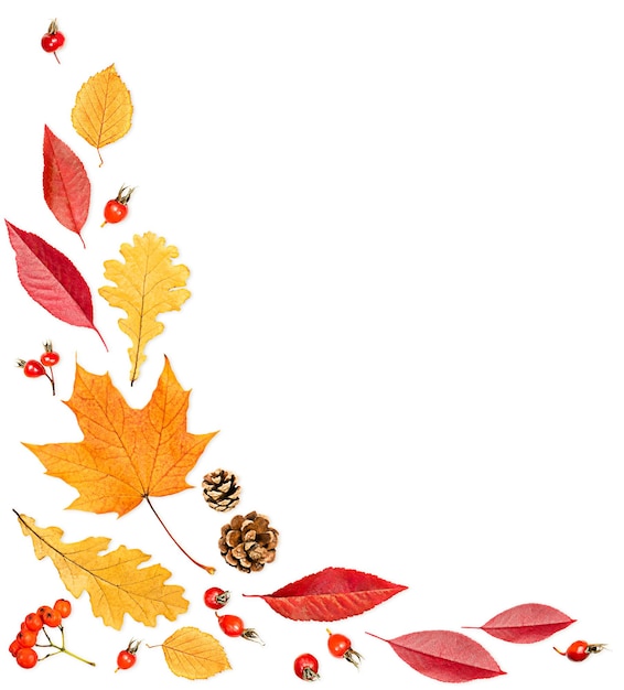 Autumn composition of leaves berries and cones on a white isolated background