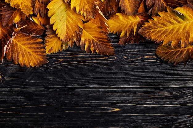 Foto composizione autunnale di foglie su legno scuro.