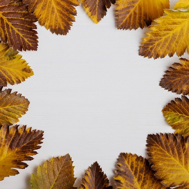 Autumn composition of leaves on a white background.