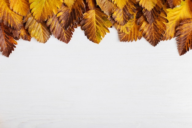 Autumn composition of leaves on a white background.