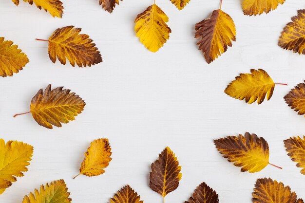 Autumn composition of leaves on a white background.