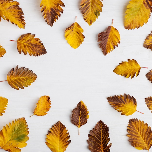 Autumn composition of leaves on a white background.