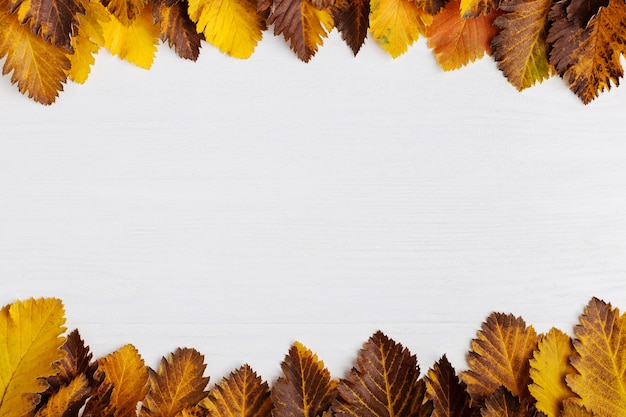 Autumn composition of leaves on a white background.