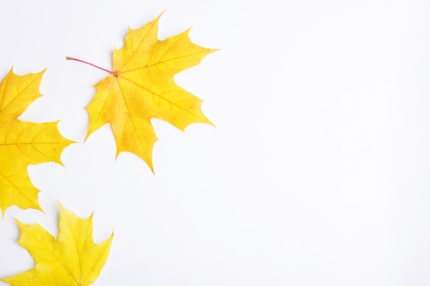 Autumn composition of leaves on a white background.