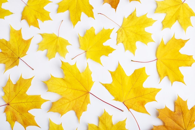 Autumn composition of leaves on a white background.