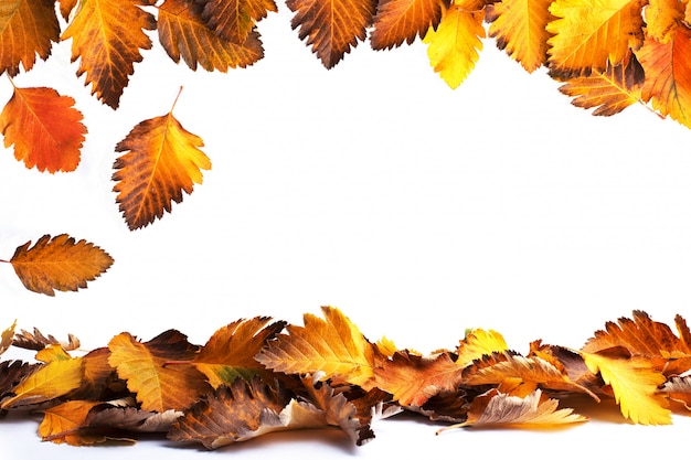 Autumn composition of leaves on a white background.