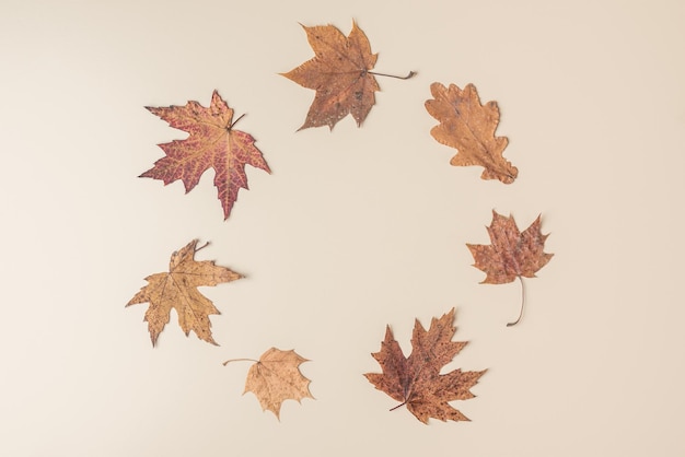 베이지색 배경에 마른 단풍나무 잎으로 만든 가을 구성 평평한 평면도