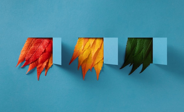 Autumn composition of multi-colored leaves sticking out of open paper windows on a blue background.