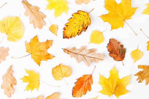 Autumn composition. Pattern made of autumn  leaves on white background. Flat lay, top view, copy space