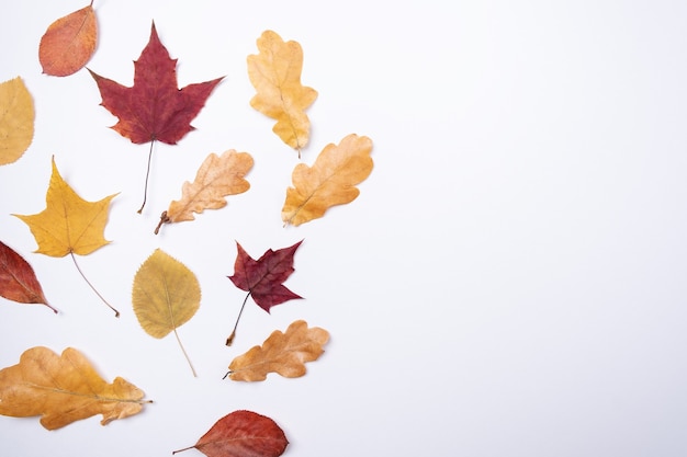 写真 秋の構成紅葉で作られたパターンフラットレイ、上面図、コピースペース季節の学校のテーマ