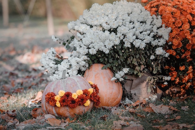 Autumn composition Pumpkins chrysanthemums in pots autumn leaves rowan and apples