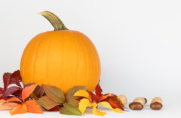 Autumn composition for thanksgiving day Pumpkin autumn leaves nuts on white background