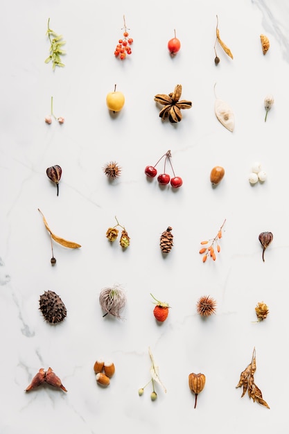 Autumn composition. Top view of autumn wild berries, inflorescences, maple and linden earrings, prickly chestnut, hazel nuts, acorn, cone, raspberry, hop cones on white marble surface. Flat lay.