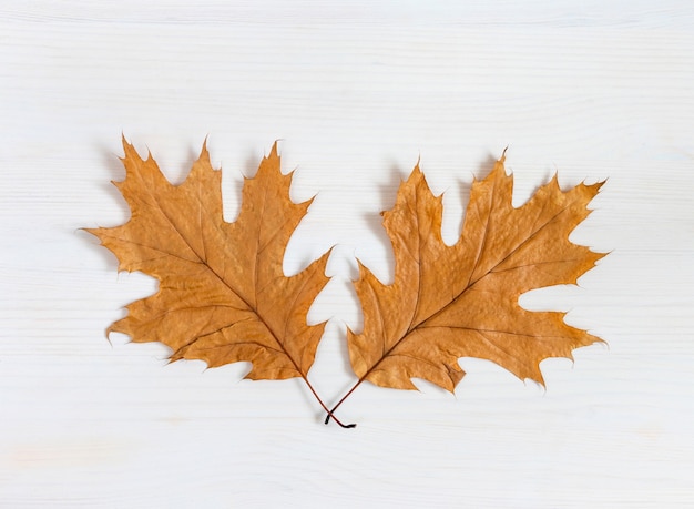 Autumn composition Two dry maple leaves on a white wooden background