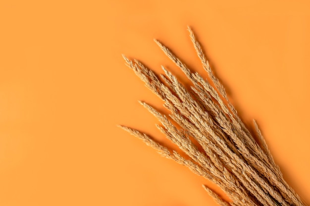 Autumn composition with dry pampas grass reeds on orange background. Minimal, stylish, creative flat lay, copy space for text.