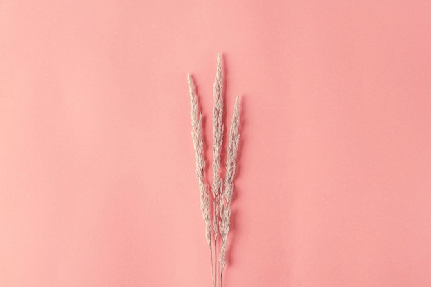 Autumn composition with dry pampas grass reeds on orange background. Minimal, stylish, creative flat lay, copy space for text