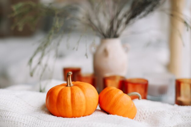 Autumn composition with pumpkins Autumn fall Halloween Thanksgiving day concept